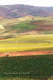 Image du Maroc Professionnelle de  Sur les pentes et collines dans la région de ben Slimane au Nord est de Casablanca, Les agriculteurs (Fellah) pratiquent  une agriculture traditionnelle sur leur lopin de, Mardi 5 Février 2002. (Photo / Abdeljalil Bounhar)